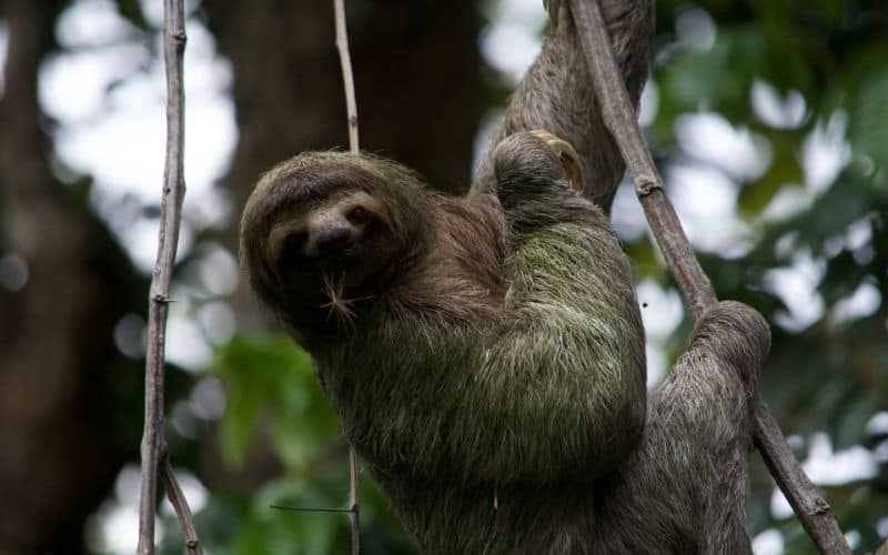 Sloth Symbolism & Meaning