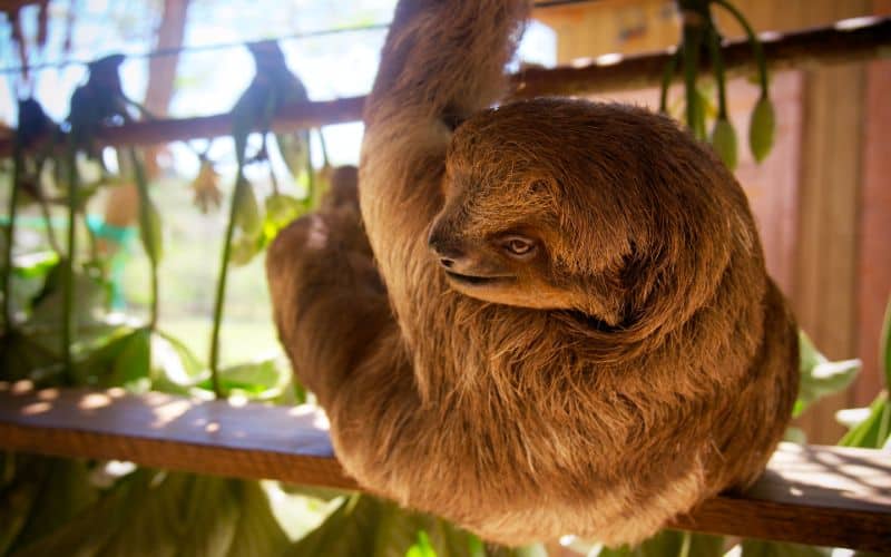 Sloth Symbolism & Meaning