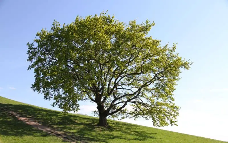 Sycamore Tree Symbolism