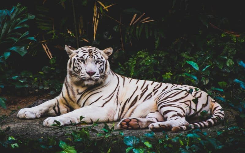 White Tiger Dream Meaning and Symbolism