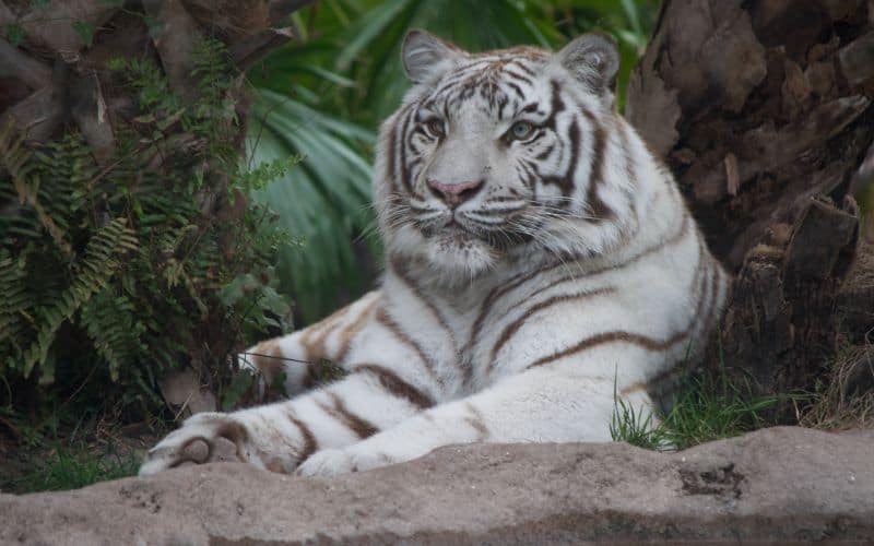 White Tiger Symbolism