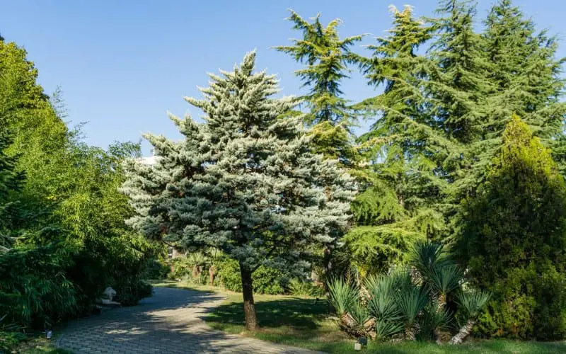 Cypress Tree Symbolism