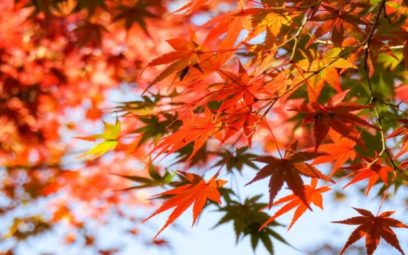 Japanese Maple Tree Symbolism