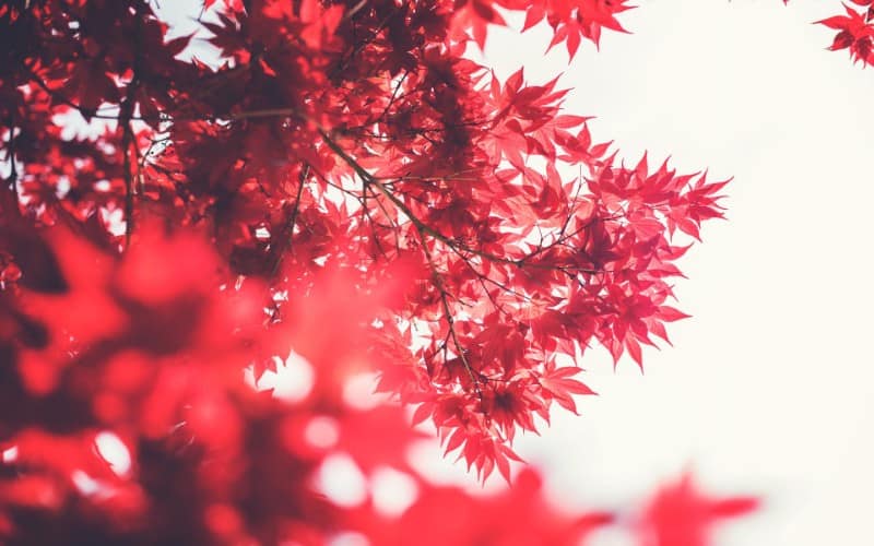 Japanese Maple Tree Symbolism
