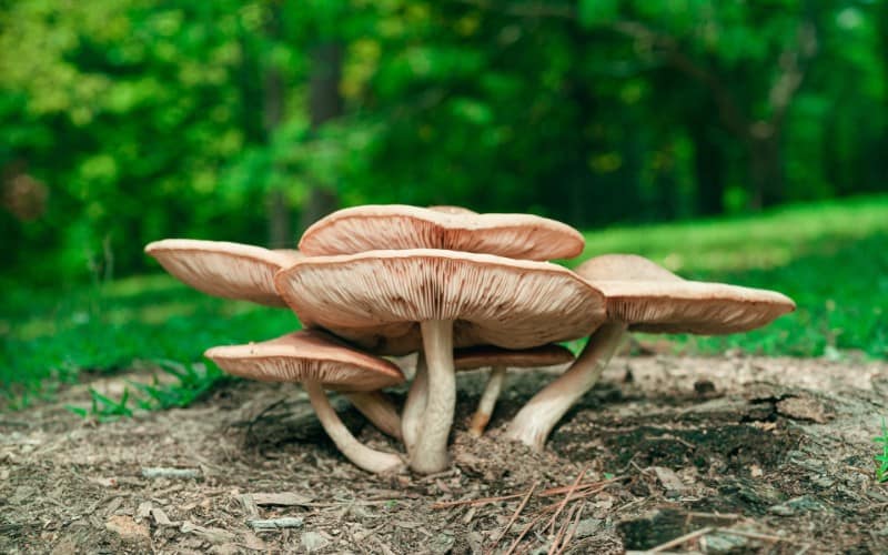 Mushroom Symbolism