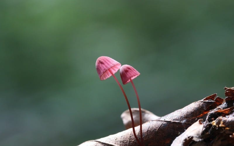 Mushroom Symbolism