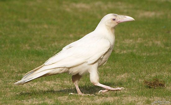 White Crow Symbolism
