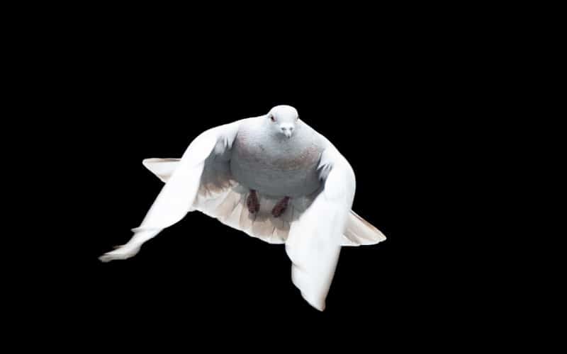 White Dove Symbolism