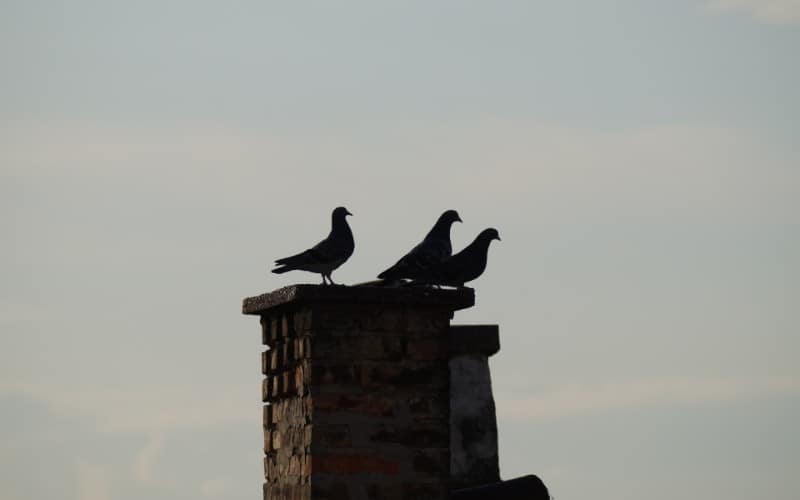 Black Dove Spiritual Meaning