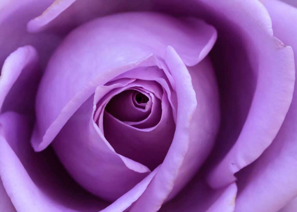 Purple Flowers Dream Meaning