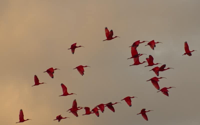 Scarlet Ibis Symbolism