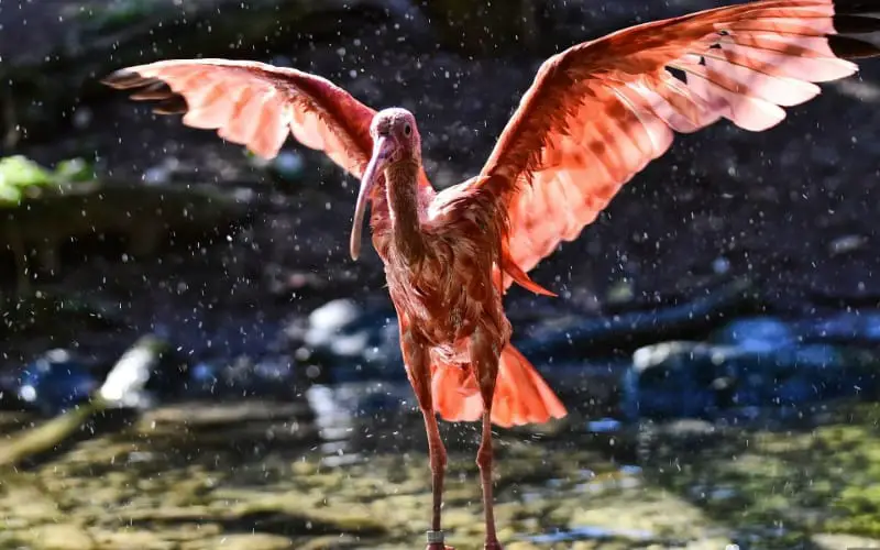 Scarlet Ibis Symbolism